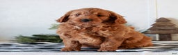 Mini Goldendoodle dogs for sale: Gemma  - Ad 2