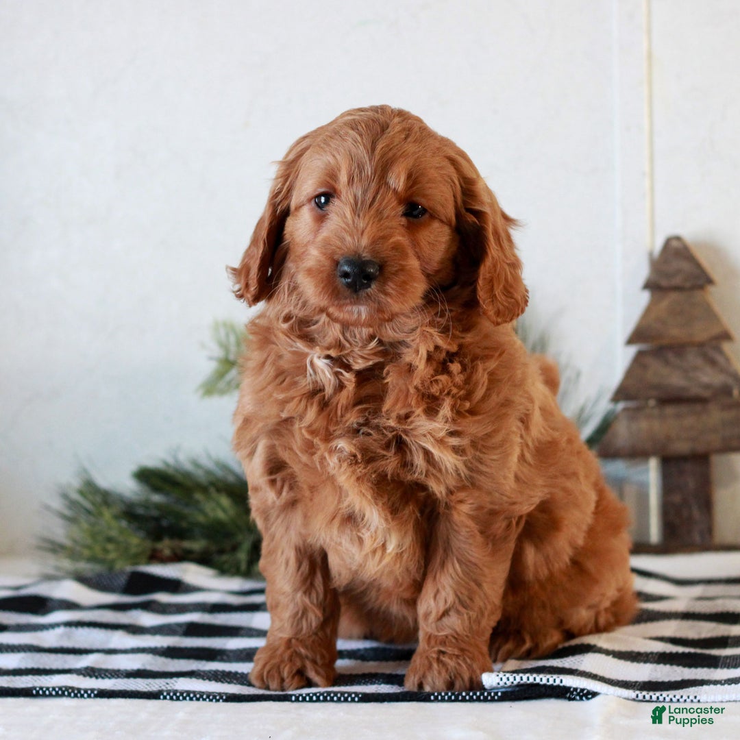 Mini Goldendoodle dogs for sale: Gemma  - Ad 2