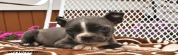 Boston Terrier dogs for sale: Luna  - Ad 3