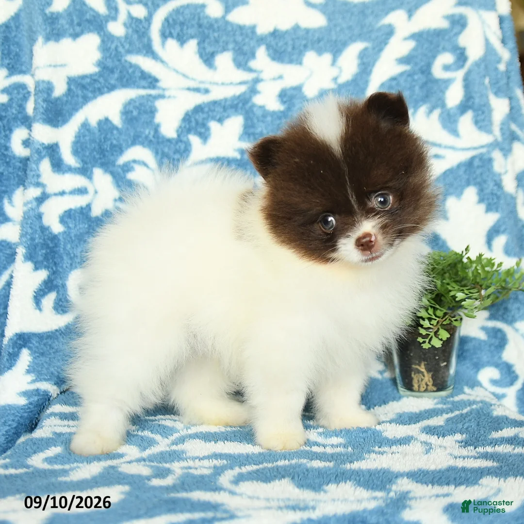Pomeranian dogs for sale: Harry Teacup - Ad 3