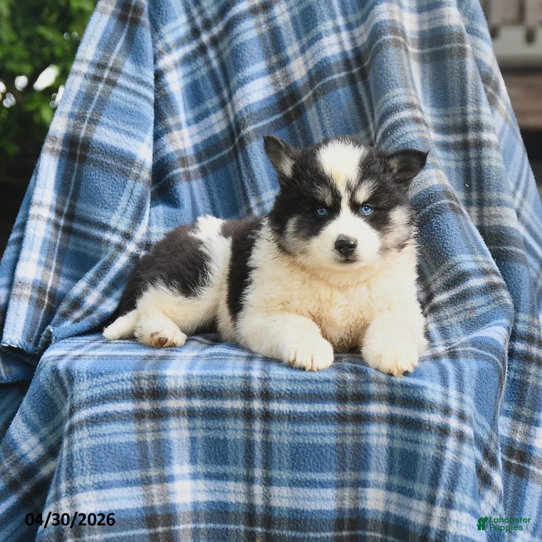Pomsky dogs for sale: Tundra - Ad 3