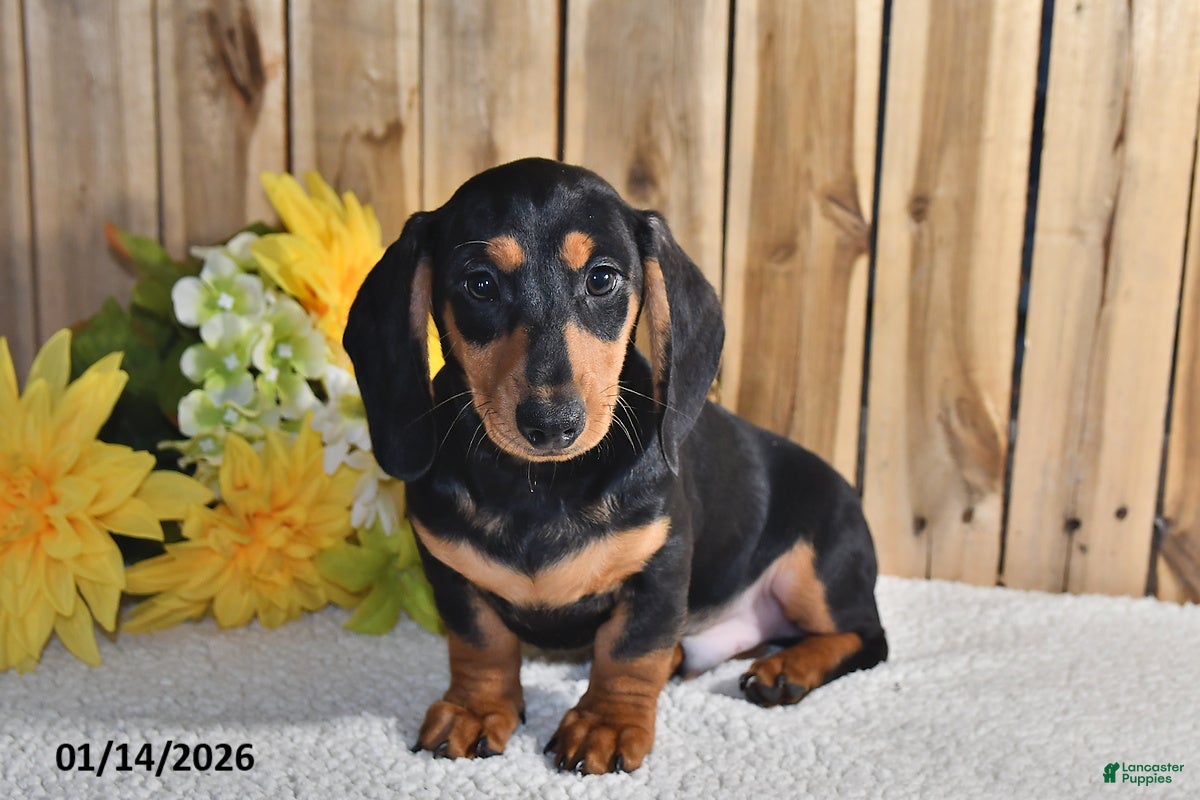 Miniature Dachshund dogs Vernon - Ad 21