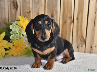 Miniature Dachshund dogs Vernon - Ad 36