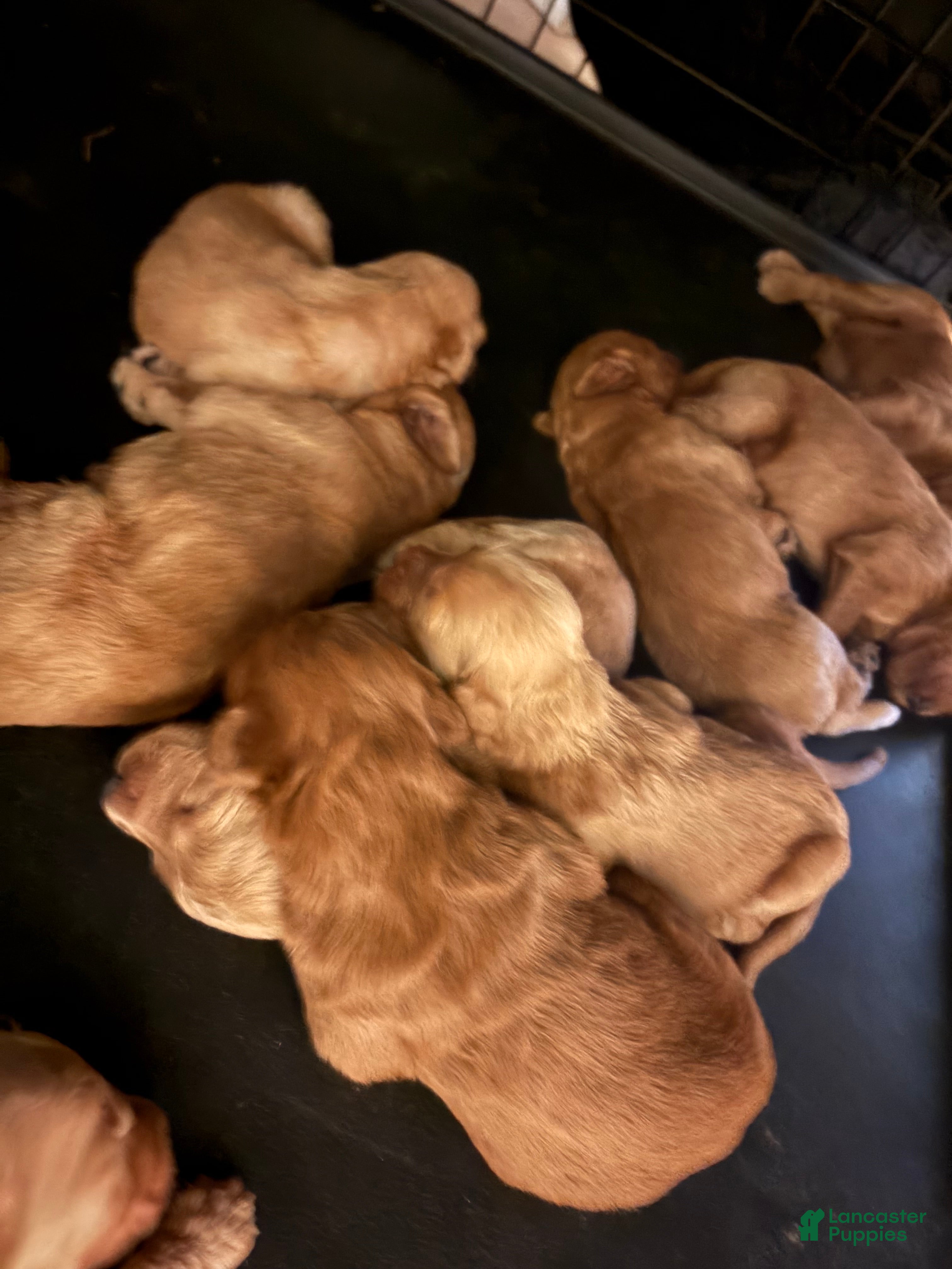 Goldendoodle dogs Goldendoodle 9 - Ad 1