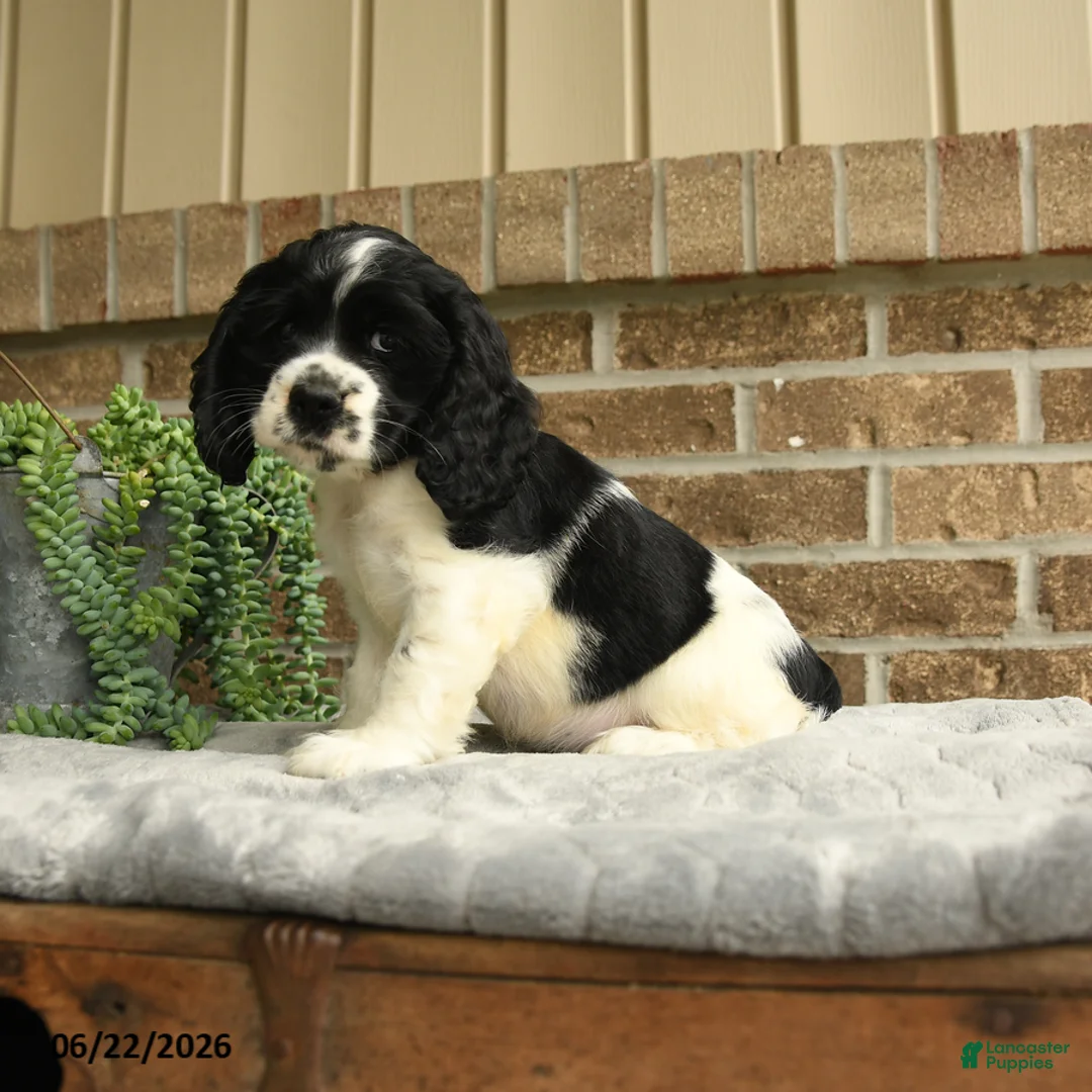 English Cocker Spaniel dogs for sale: Mandy - Ad 2