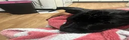 Mixed Breed dogs for sale: Mixed Breed 1 - Ad 3