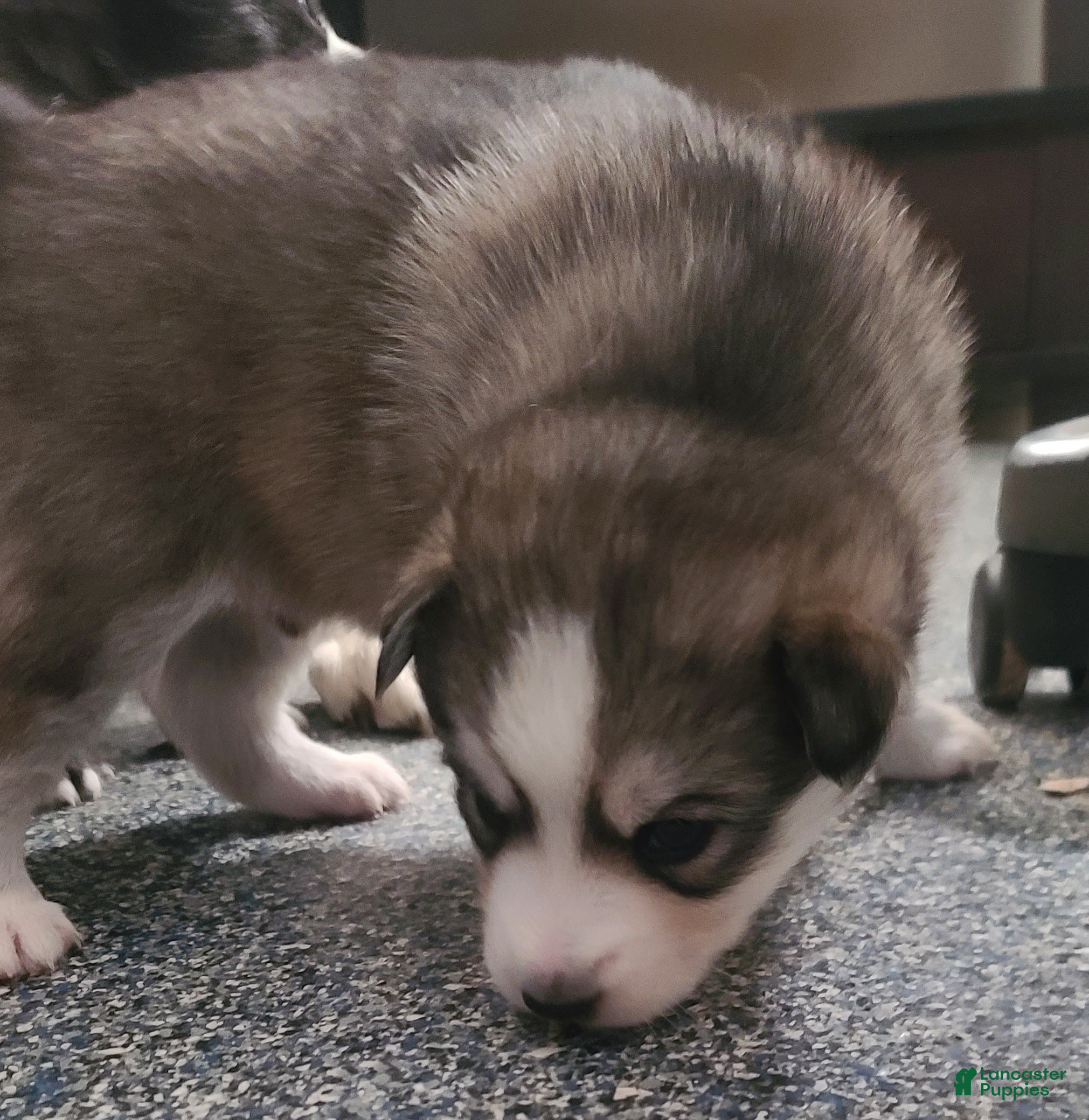 Pomsky dogs Furi - Ad 37