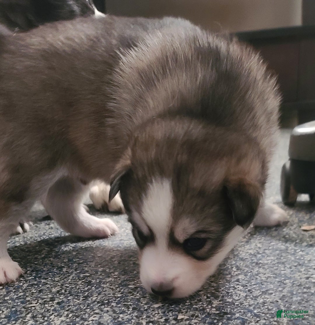 Pomsky dogs for sale: Furi - Ad 1