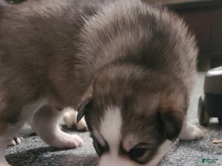 Pomsky dogs Furi - Ad 37