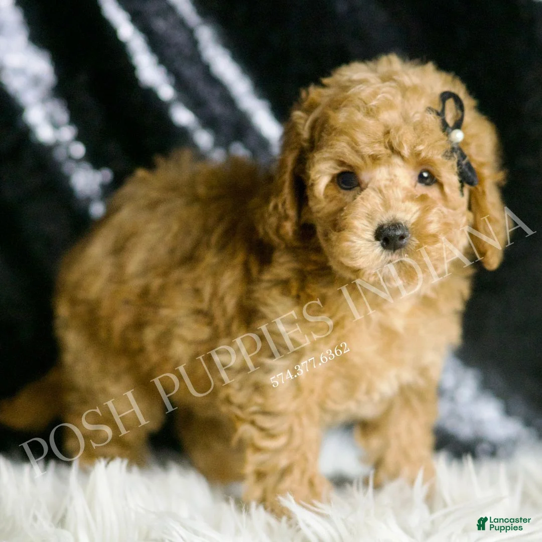 Toy Poodle dogs for sale: Cece - Ad 1