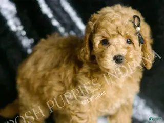Toy Poodle dogs Cece - Ad 17