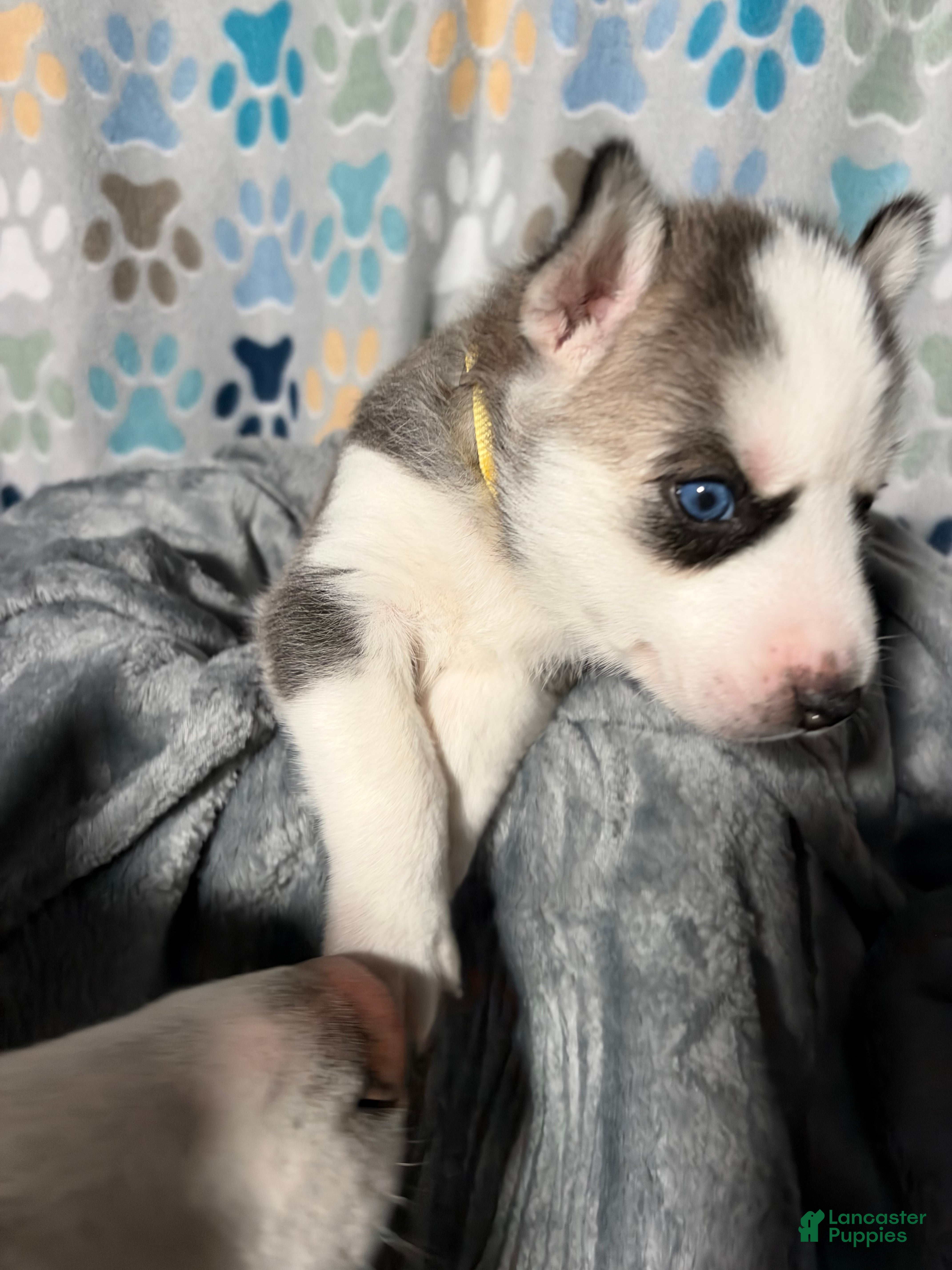 Siberian Husky dogs for sale: Emmie Ann - Ad 2