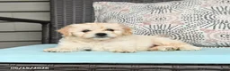 Cavapoo dogs for sale: Sandy - Ad 5