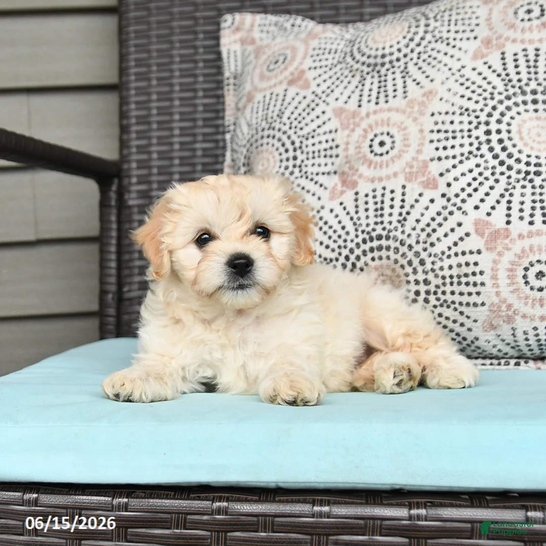 Cavapoo dogs for sale: Sandy - Ad 5