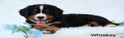 Bernese Mountain Dog dogs for sale: Whiskey  - Ad 7