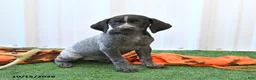 German Shorthaired Pointer dogs for sale: Lilly - Ad 4