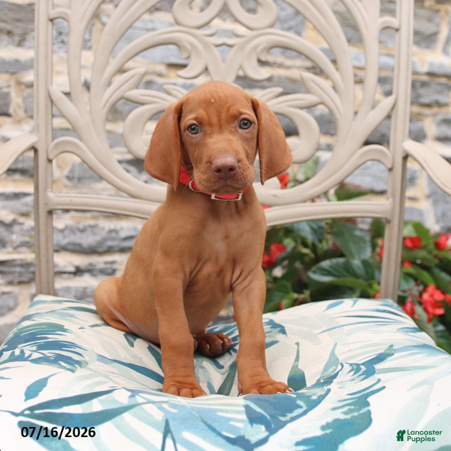 Vizsla dogs for sale: Reba - Ad 1