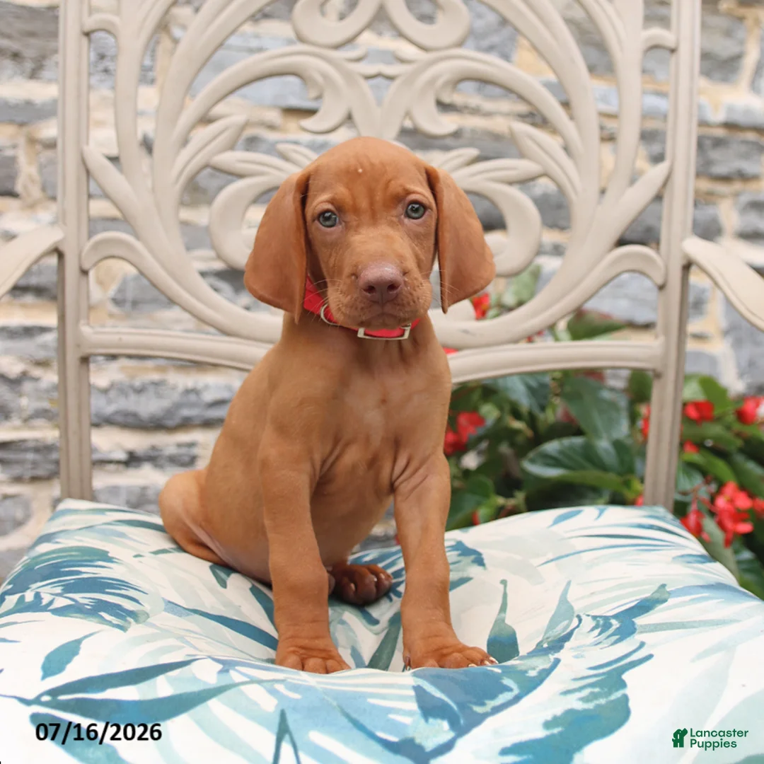 Vizsla dogs for sale: Reba - Ad 1