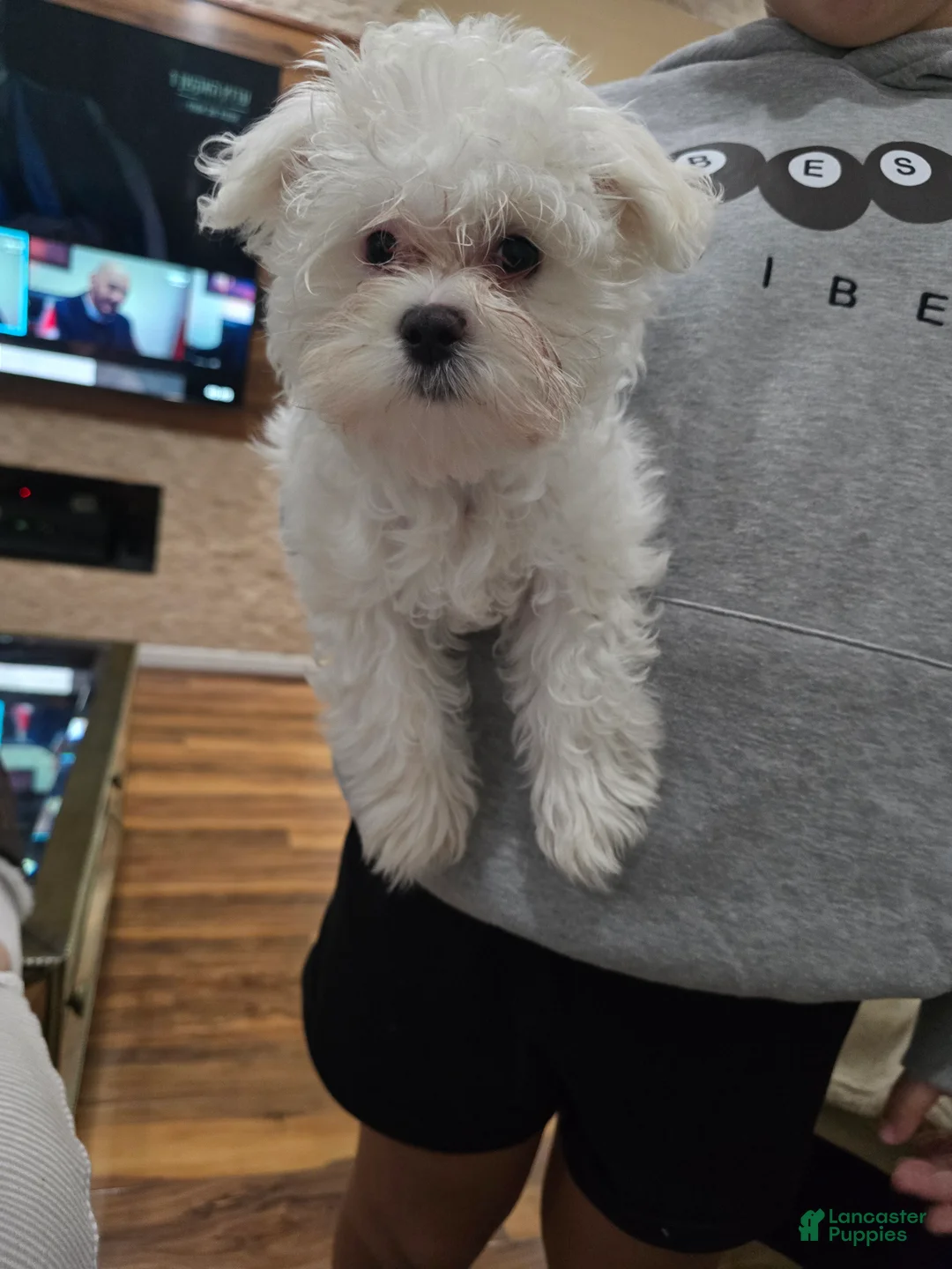 Maltese dogs for sale: Maltese Puppy 1 - Ad 5