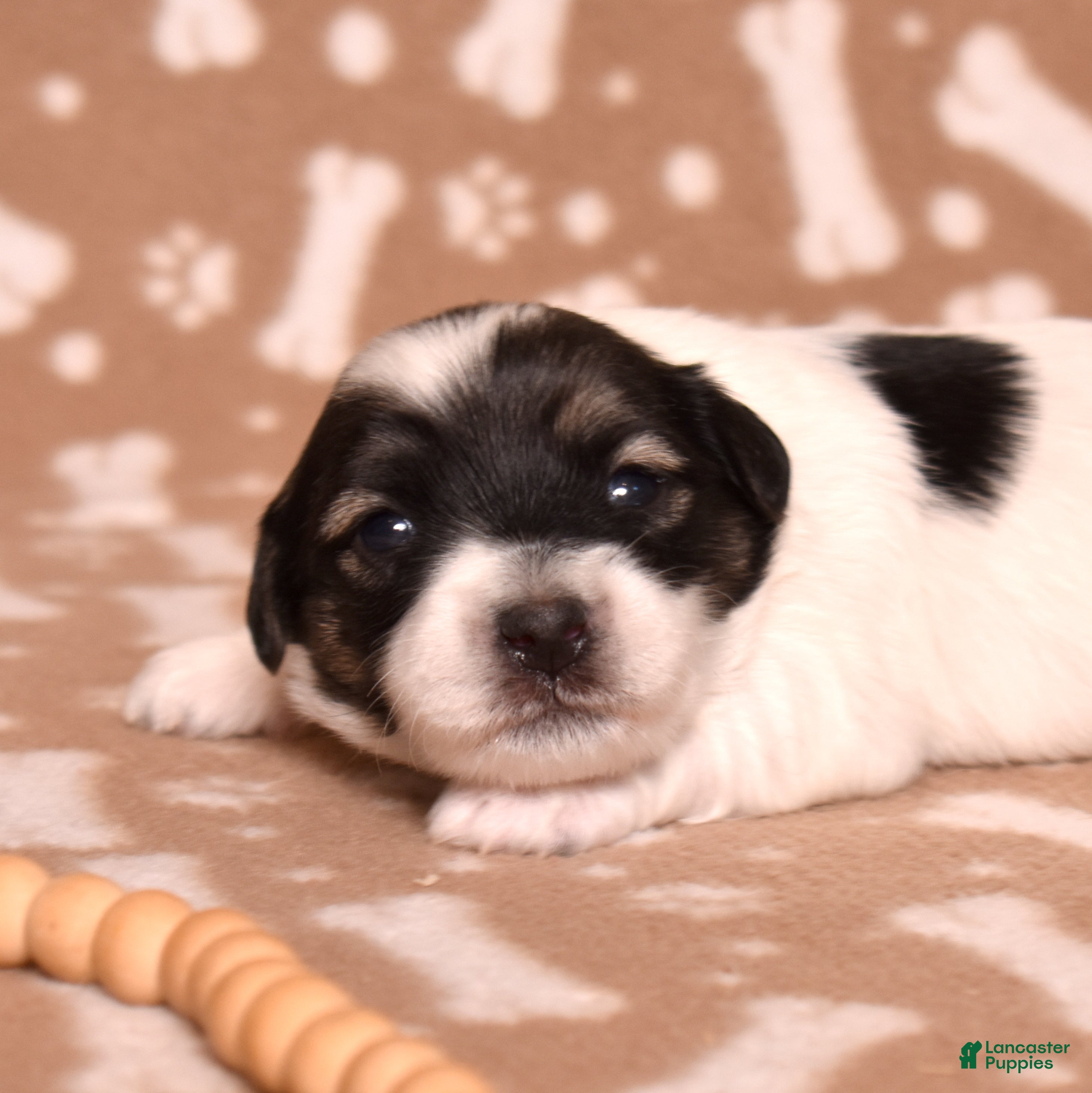 Coton De Tulear dogs Bandit - Ad 1