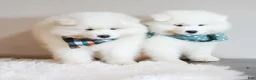 Samoyed dogs for sale: HlubHlub - Ad 4