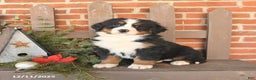 Bernese Mountain Dog dogs for sale: Bella    - Ad 1