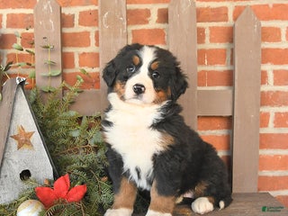 Bernese Mountain Dog dogs Bella - Ad 20
