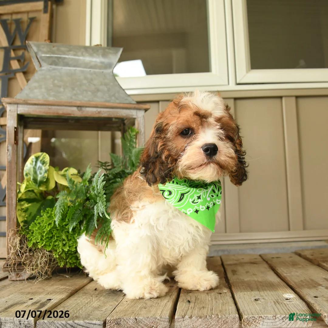 Cavachon dogs for sale: Willa - Ad 1
