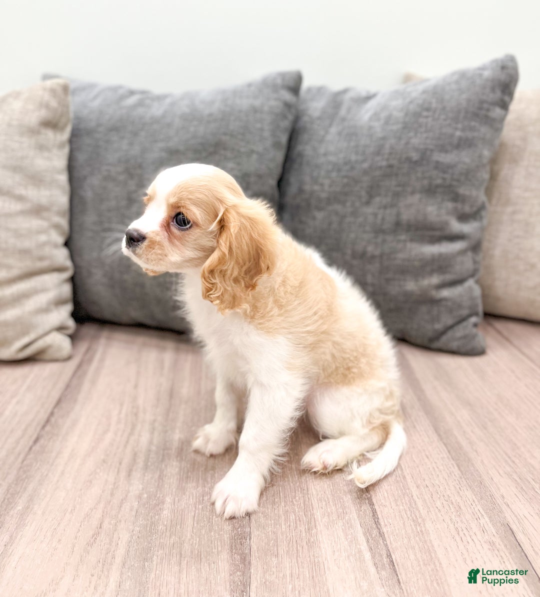 Cavalier King Charles Spaniel dogs for sale: Lucky - Ad 5