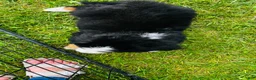 Bernese Mountain Dog dogs for sale: Everett - Ad 10