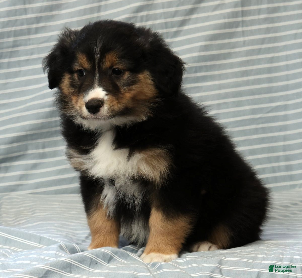 Australian Shepherd dogs for sale: Maisy - Ad 8