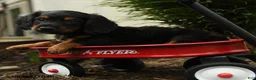 Mixed Breed dogs for sale: Apollo - Ad 4