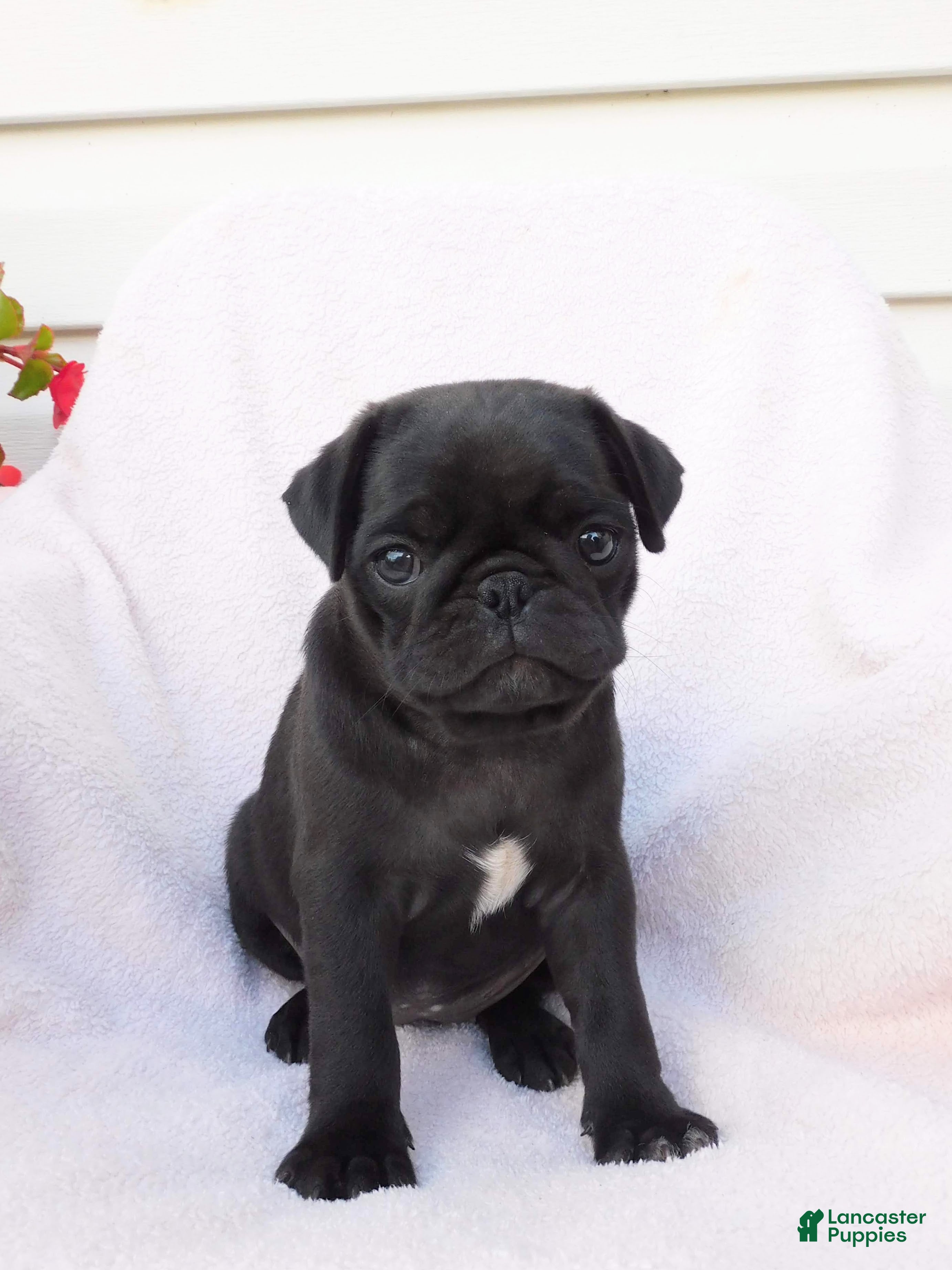 Pug dogs Bumblebee  - Ad 1