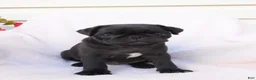 Pug dogs for sale: Bumblebee  - Ad 1