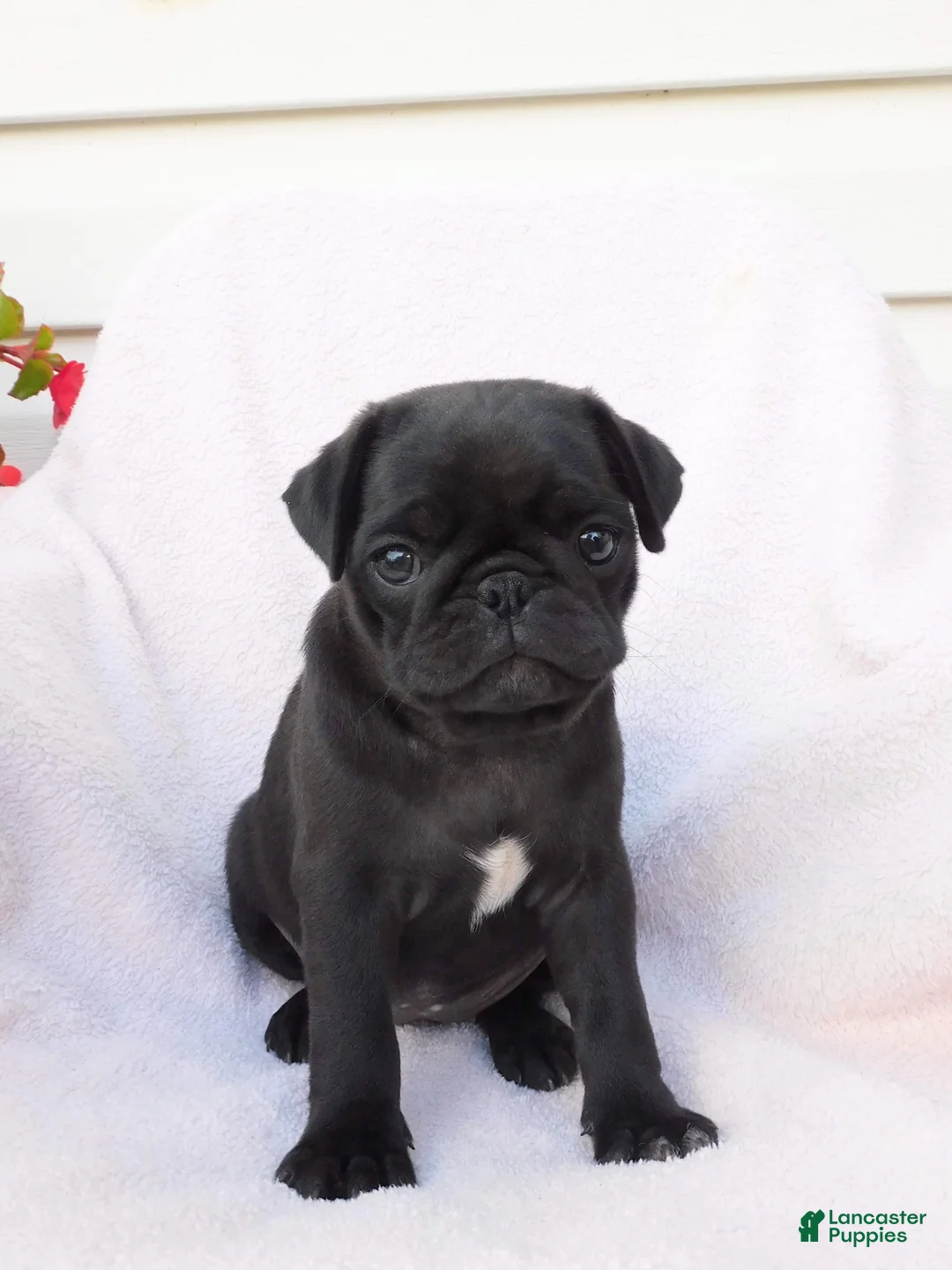Pug dogs for sale: Bumblebee  - Ad 1