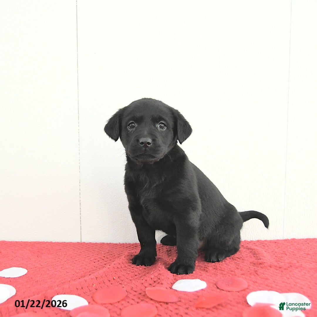 Labrador Retriever dogs for sale: Willow - Ad 5