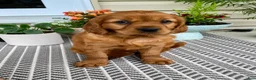 Miniature Golden Retriever dogs for sale: Marley - Ad 8
