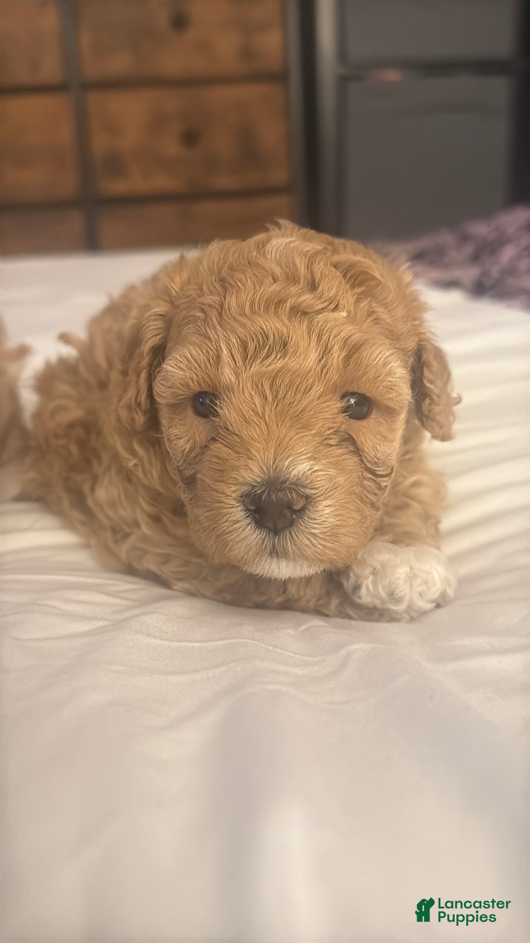 Maltipoo dogs for sale: Maltipoo Puppy 1 - Ad 3
