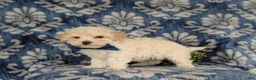 Maltipoo dogs for sale: Laim 7 lbs Full Grown - Ad 3