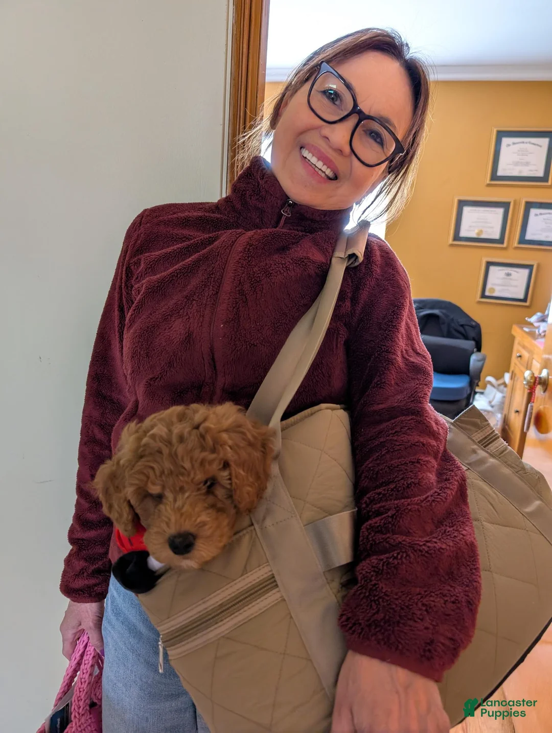 Goldendoodle dogs for sale: Goldendoodle Puppy 1 - Ad 2