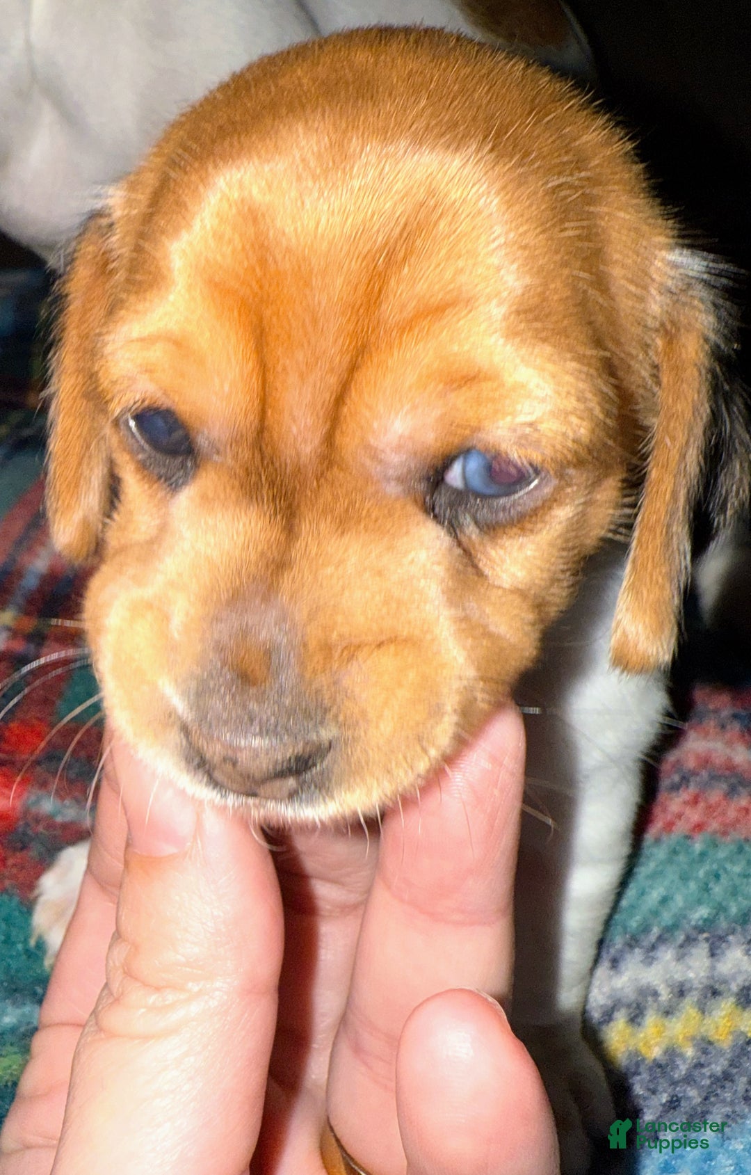 Miniature Dachshund dogs for sale: Miniature Dachshund SH Girl - Ad 2