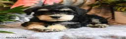 Miniature Schnauzer dogs for sale: Max - Ad 3