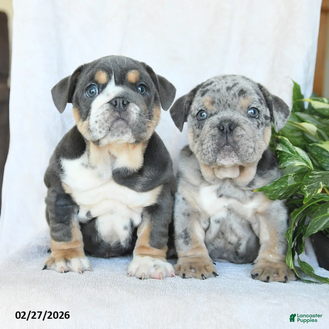 English Bulldog dogs for sale: Mr Blueberry - Ad 5