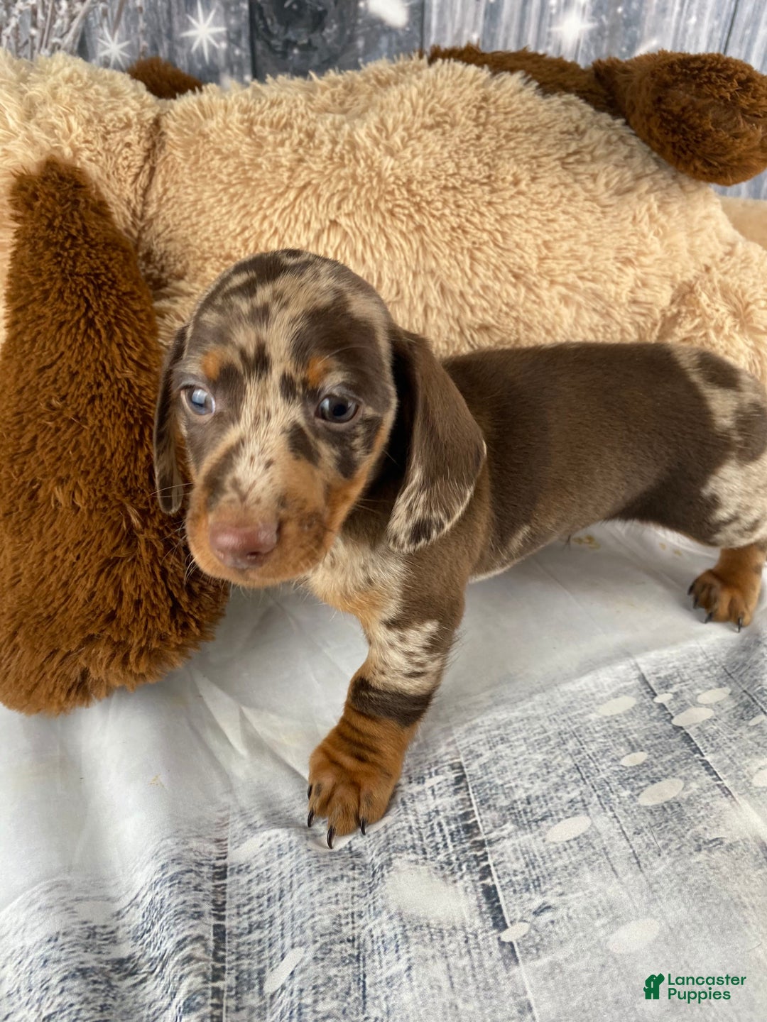 Miniature Dachshund dogs for sale: Max - Ad 7