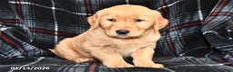 Golden Retriever dogs for sale: Tyler - Ad 2