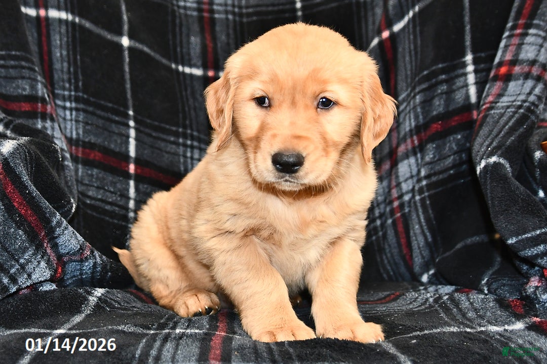 Golden Retriever dogs for sale: Tyler - Ad 2