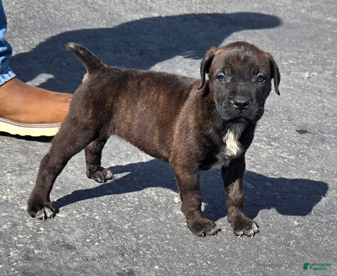 Mixed Breed dogs Hawks Bridget - Ad 1