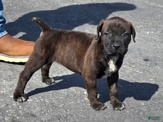 Mixed Breed dogs Hawks Bridget - Ad 13