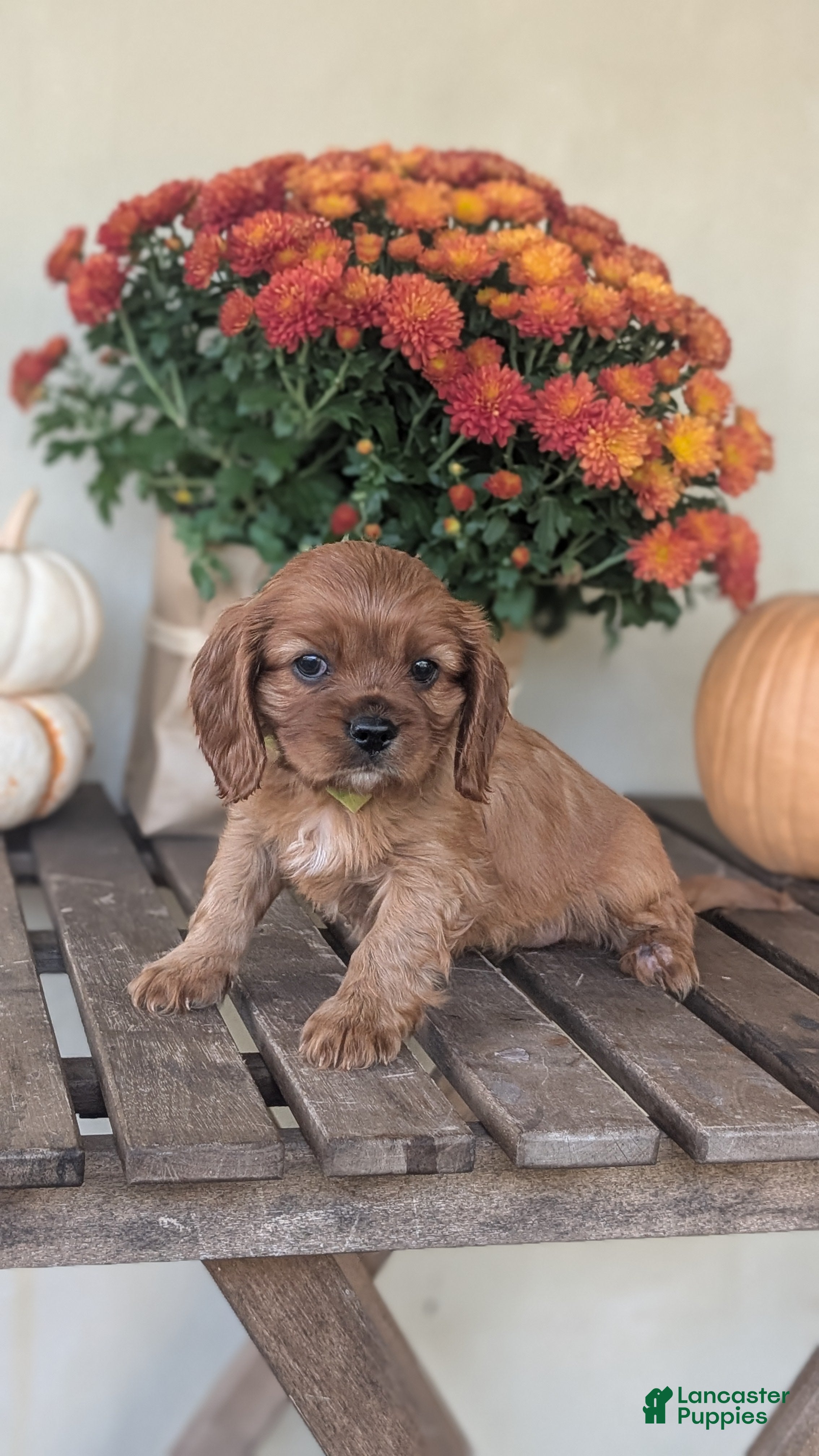 Cavalier King Charles Spaniel dogs Sandy - Ad 2