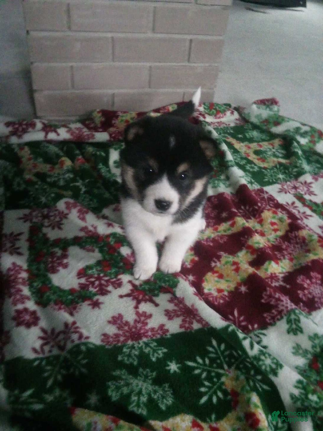 Shiba Inu dogs for sale: Renee - Ad 2